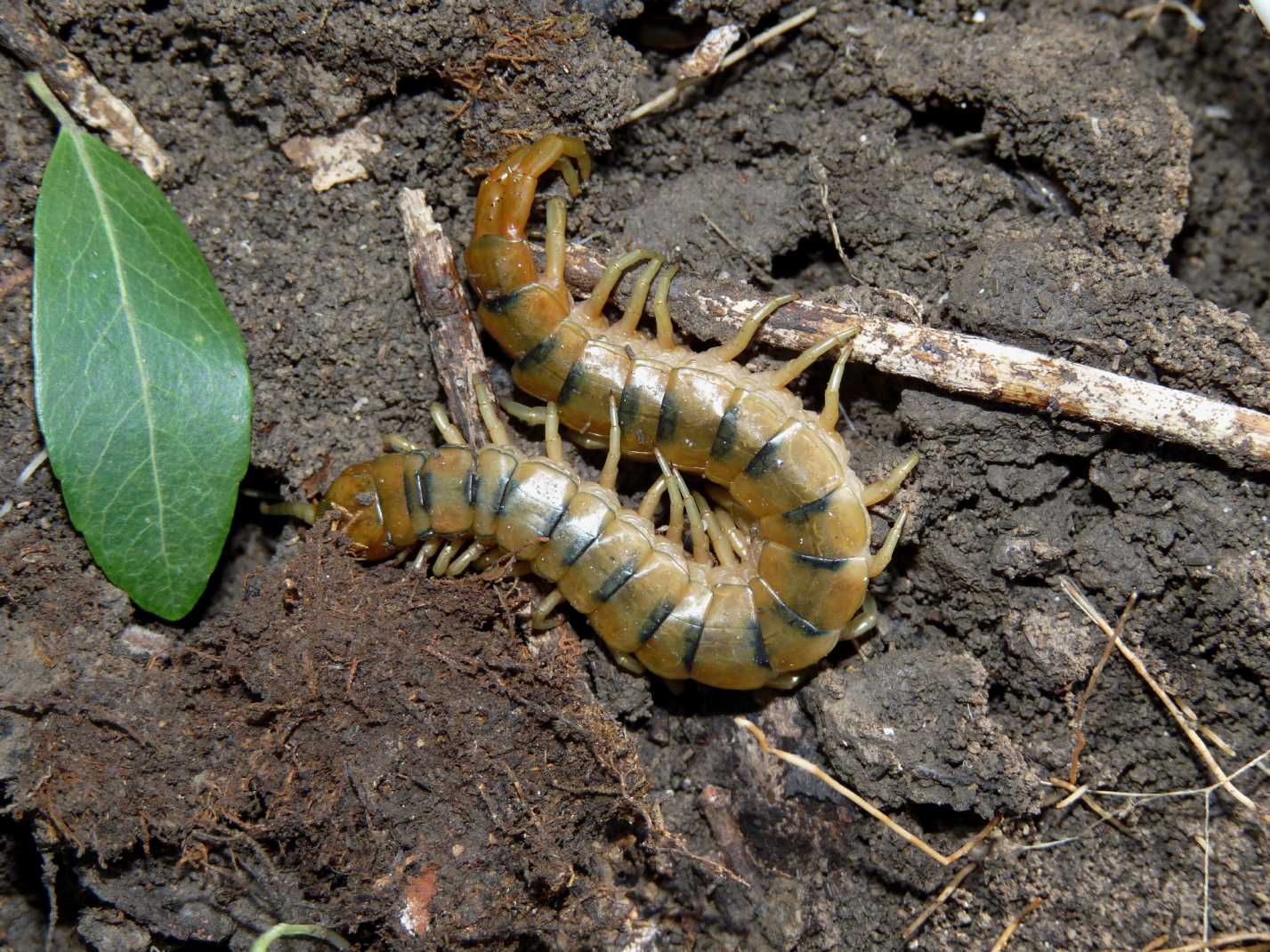 Scolopendra cingulata